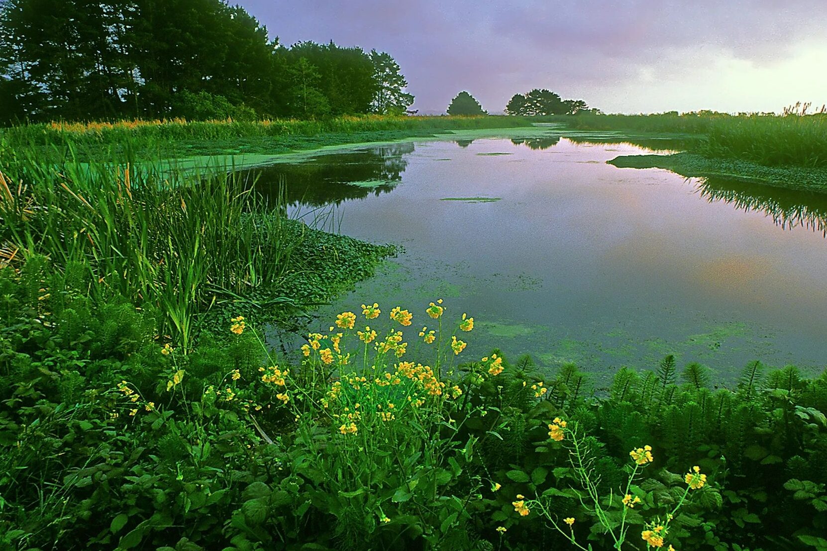 Vegetation in Pond.