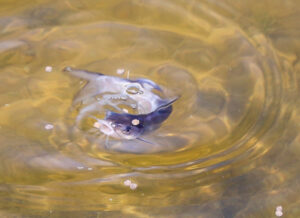 Blue Catfish