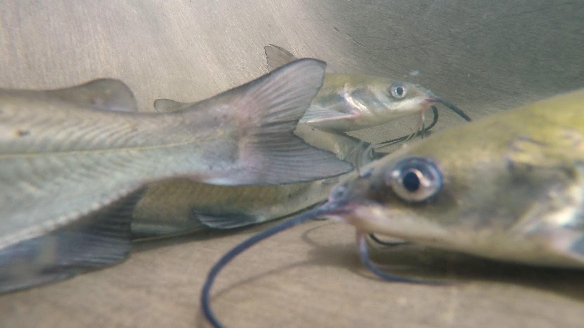 The trout catfish experiment 